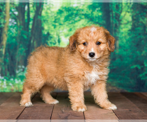 Aussiedoodle Miniature Puppy for sale in SHIPSHEWANA, IN, USA
