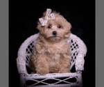 Small #6 Maltipoo (Miniature)