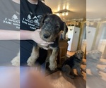 Small Photo #11 Airedale Terrier Puppy For Sale in FLAGSTAFF, AZ, USA