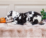 Small #12 Great Dane