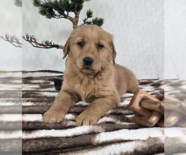 Medium Photo #5 Golden Retriever Puppy For Sale in FRANKLIN, IN, USA