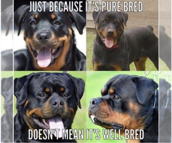 Medium Photo #43 Rottweiler Puppy For Sale in VONORE, TN, USA