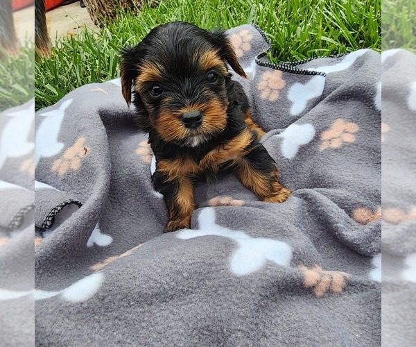Medium Photo #2 Yorkshire Terrier Puppy For Sale in BURLINGTON, KY, USA