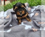 Small #1 Yorkshire Terrier