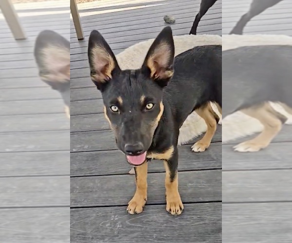 Medium Photo #1 Australian Kelpie Puppy For Sale in CAMAS, WA, USA