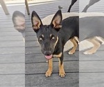 Image preview for Ad Listing. Nickname: Black and tan F