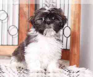 Shih Tzu Puppy for sale in NAPLES, FL, USA