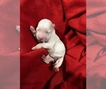 Small Photo #3 Maltese Puppy For Sale in HAYWARD, CA, USA