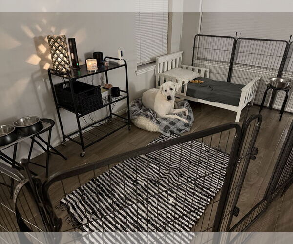 Medium Photo #12 Great Pyrenees-Unknown Mix Puppy For Sale in Houston, TX, USA