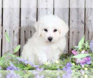 Bichon Frise Puppy for sale in MOUNT VERNON, OH, USA