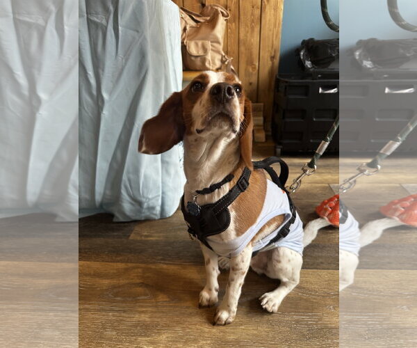 Medium Photo #2 Beagle Puppy For Sale in Oakhurst, NJ, USA