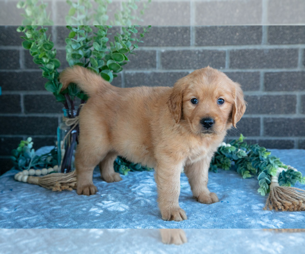Medium Photo #2 Golden Retriever Puppy For Sale in MILLERSBURG, OH, USA