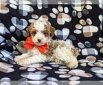 Small Photo #4 Cockapoo-Poodle (Miniature) Mix Puppy For Sale in BIRD IN HAND, PA, USA