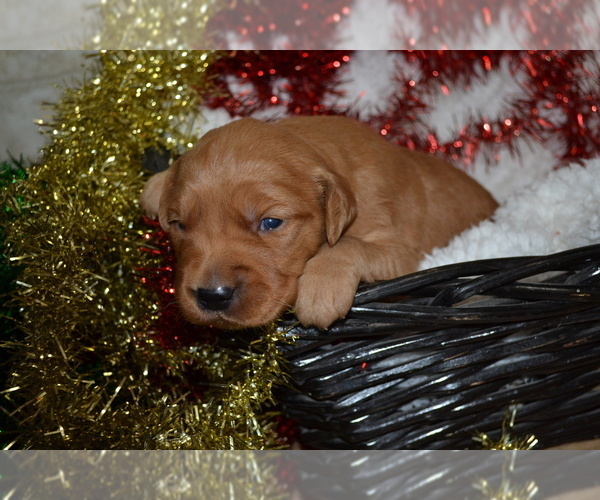 Medium Photo #20 Golden Retriever Puppy For Sale in GREENWOOD, WI, USA