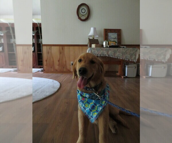 Medium Photo #16 Golden Retriever Puppy For Sale in MECHANICSVILLE, MD, USA