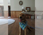 Small #15 Golden Retriever
