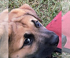 Australian Retriever Puppy for sale in THOMASVILLE, NC, USA