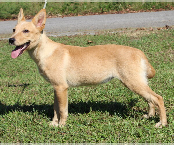 Medium Photo #4 Mutt Puppy For Sale in Prattville, AL, USA