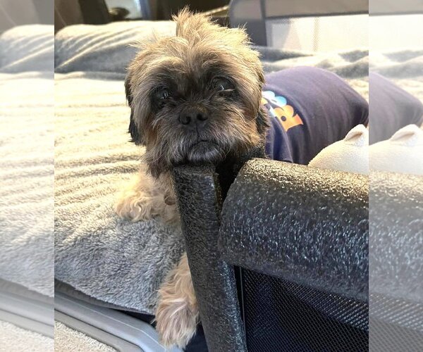 Medium Photo #7 Shih Tzu Puppy For Sale in  Ramona, CA, USA