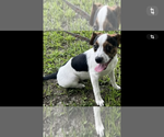 Small #1 Rat Terrier Mix