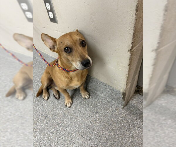 Medium Photo #1 Chihuahua-Unknown Mix Puppy For Sale in Pasadena, TX, USA