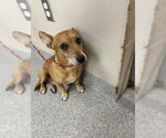 BENNY - Male Chihuahua-Unknown Mix Dog for Adoption - Small photo