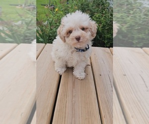 Poodle (Toy) Puppy for sale in INDIANAPOLIS, IN, USA