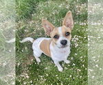 Small #5 Chihuahua Mix