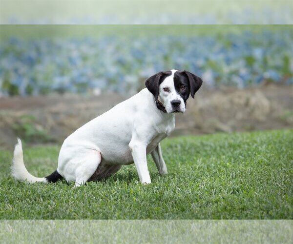 Medium Photo #6 Mutt Puppy For Sale in Bardstown, KY, USA