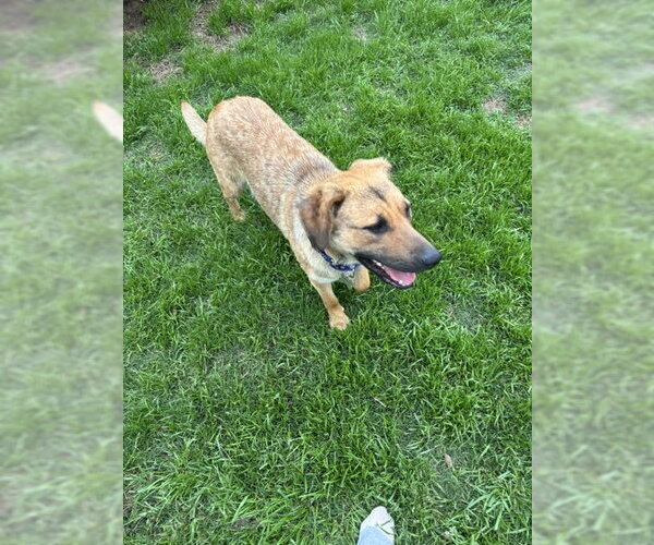 Medium Photo #3 Anatolian Shepherd-Unknown Mix Puppy For Sale in Wakefield, RI, USA