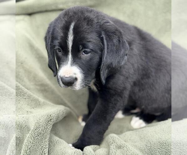 Medium Photo #2 Miniature Labradoodle Puppy For Sale in San Diego, CA, USA