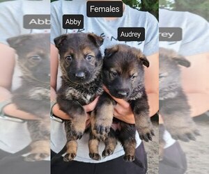 German Shepherd Dog Puppy for sale in KANSAS CITY, MO, USA