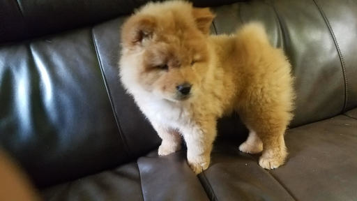 Medium Photo #1 Chow Chow Puppy For Sale in ALPHARETTA, GA, USA