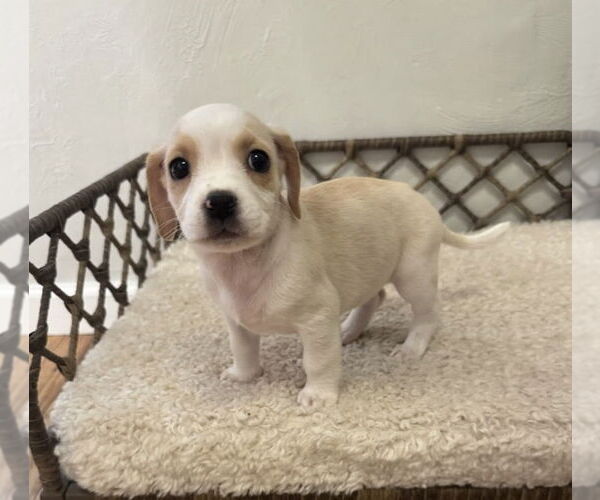 Medium Photo #2 Boxador Puppy For Sale in Lakewood, CO, USA