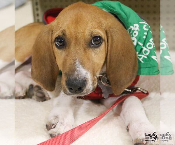 Medium Photo #5 Mutt Puppy For Sale in Washington, DC, USA