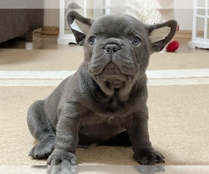 French Bulldog Puppy for sale in NEW YORK, NY, USA