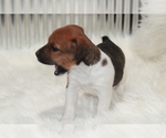 Small Photo #3 Jack Russell Terrier Puppy For Sale in BENTON, IL, USA