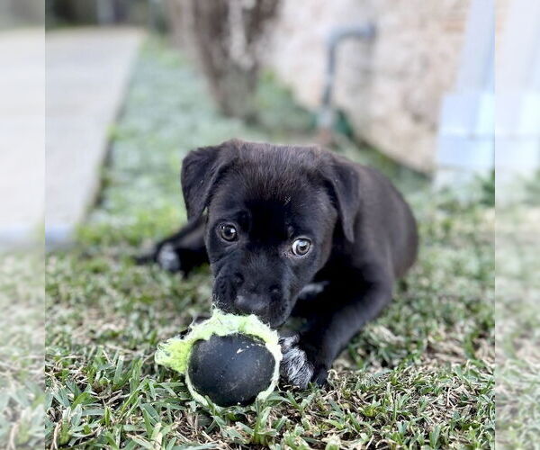 Medium Photo #6 Labrador Retriever-Unknown Mix Puppy For Sale in San Juan Capistrano, CA, USA