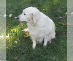 Small Photo #16 English Cream Golden Retriever Puppy For Sale in NORTHWOOD, OH, USA