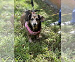 Small #2 Dachshund