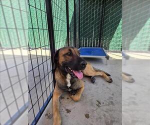 German Shepherd Dog-Unknown Mix Dogs for adoption in San Bernardino, CA, USA