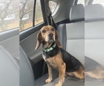 Small #1 Beagle Mix