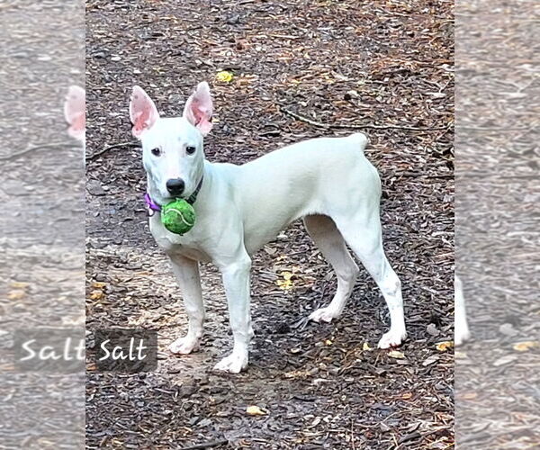 Medium Photo #13 Bull Terrier-Unknown Mix Puppy For Sale in Ellijay, GA, USA