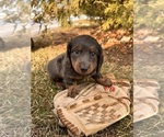 Small #1 Dachshund
