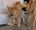 Puppy Ashi Shiba Inu