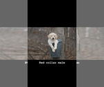 Small Photo #2 Golden Retriever Puppy For Sale in BRISTOL, VT, USA