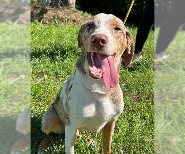 Medium Photo #2 Catahoula Leopard Dog-Unknown Mix Puppy For Sale in Wetumpka, AL, USA