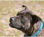 Small #3 Mutt