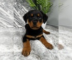 Small Photo #2 Rottweiler Puppy For Sale in GREENWOOD, IN, USA