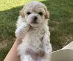 Puppy Butter Bichon Frise